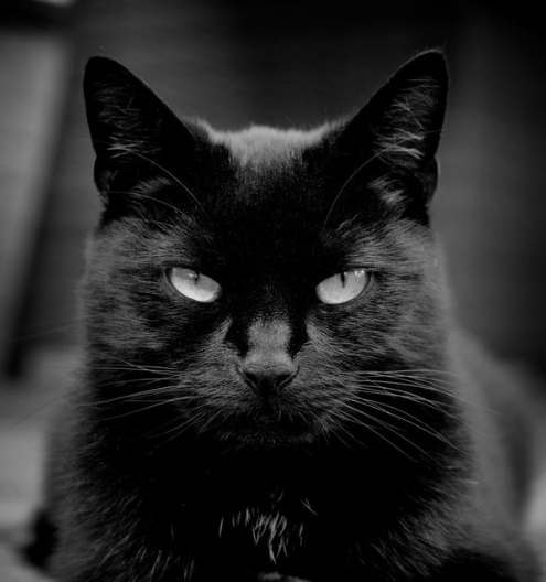 Gato preto olhando para frente